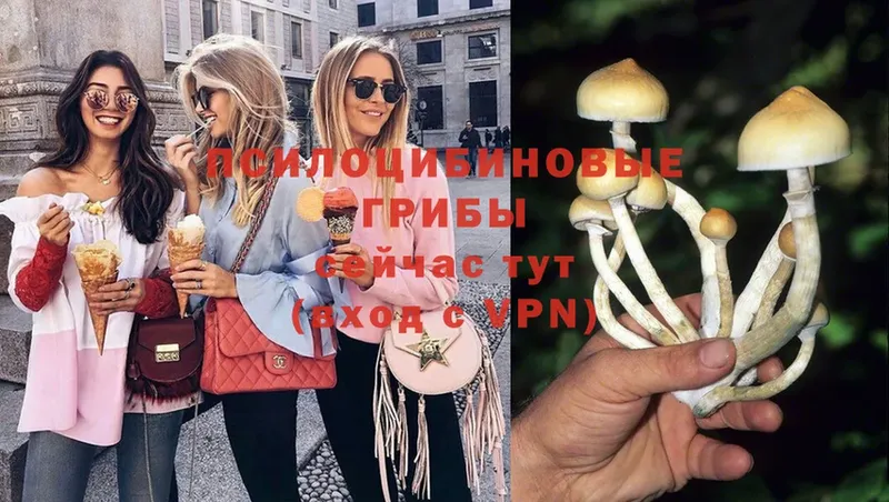 где продают   Калининск  Галлюциногенные грибы Psilocybe 